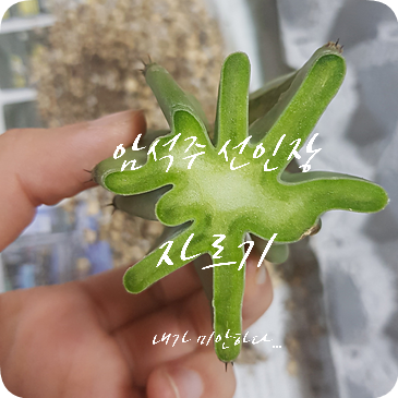  암석주 선인장 키우기 #1 병 걸린 암석주 선인장 자르기, 내가 미안해