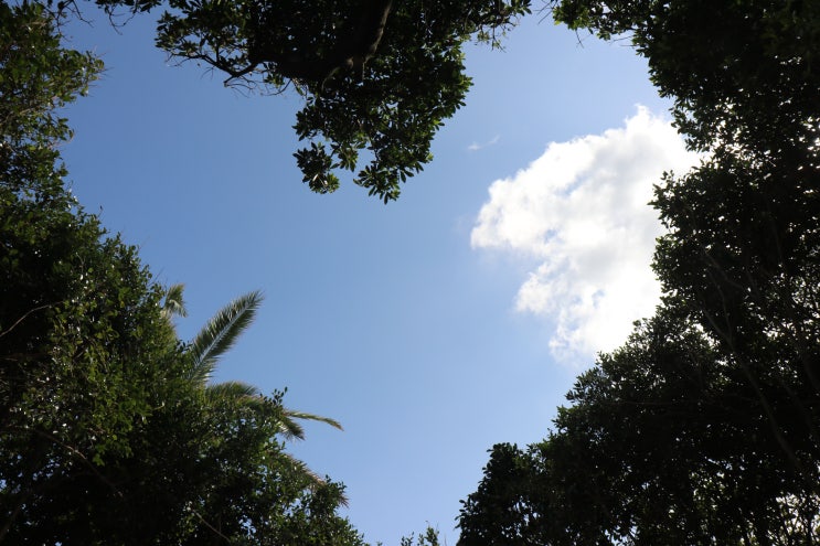 제주 사진찍기 좋은곳 하트나무 강아지와!