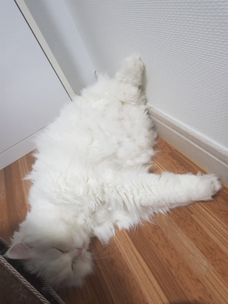  뚱뚱한 고양이 판단 방법