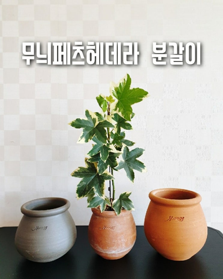 무늬팻츠헤데라 분갈이