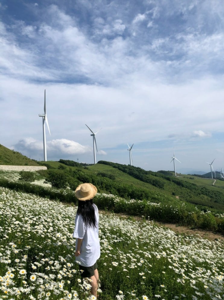 [강원도평창]한국의 알프스 육백마지기
