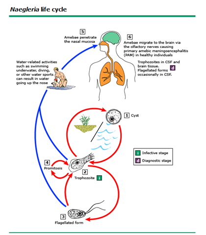 뇌 먹는 아메바 (Naegleria fowleri)