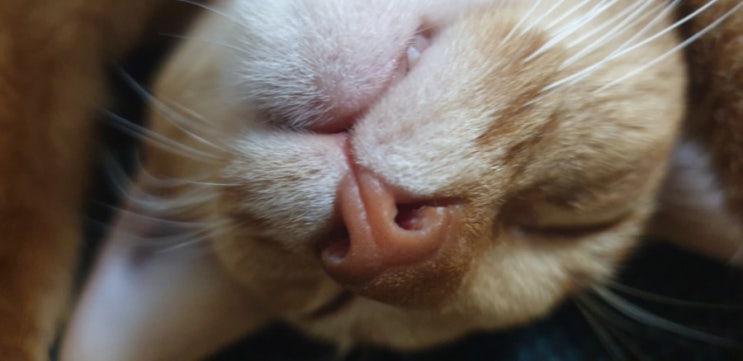 자꾸 손발을 깨무는 고양이 - 깨무는 이유와 해결 방법 자꾸 손발을 깨무는 고양이 - 깨무는 이유와 해결 방법
