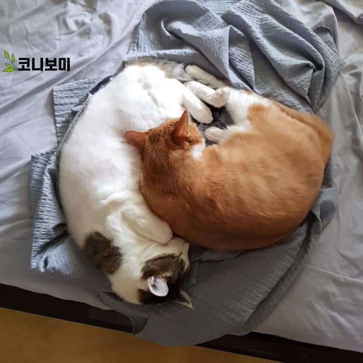 코니보미 습식전쟁2(내돈내버)-내돈주고 사서 내가 버린 습식 코니보미 습식전쟁2(내돈내버)-내돈주고 사서 내가 버린 습식