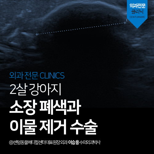 [외과] 강아지 소장 폐색과 이물(자두씨) 제거 수술 (부산 응급 동물병원)