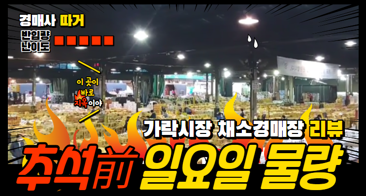  경매사가 간다! 추석전 일요일 물량을 채소경매장에서 보다!