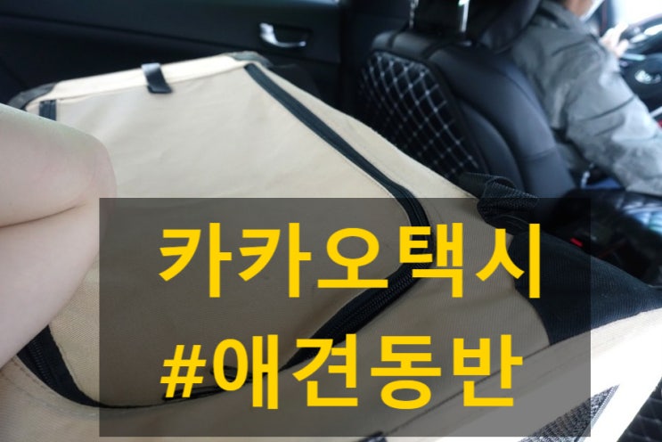 서울 펫택시 카카오 블루택시 애견동반 탑승 후기