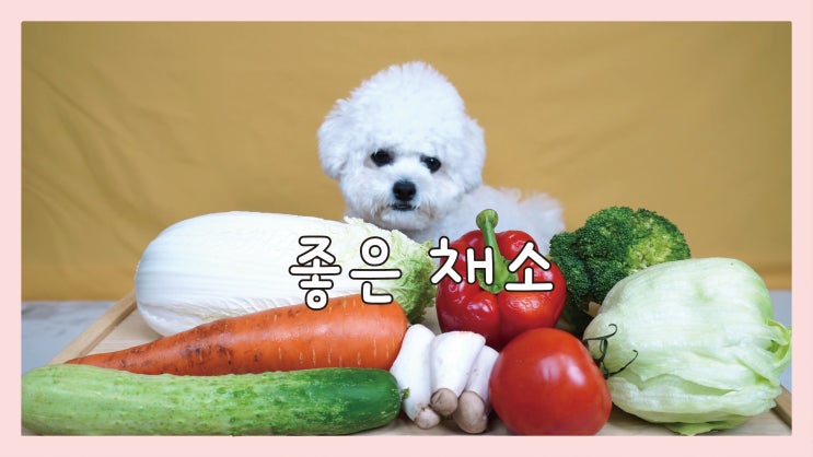  강아지가 먹을 수 있는 야채 / 파프리카, 토마토, 양상추, 브로콜리, 버섯, 당근, 오이, 알배추