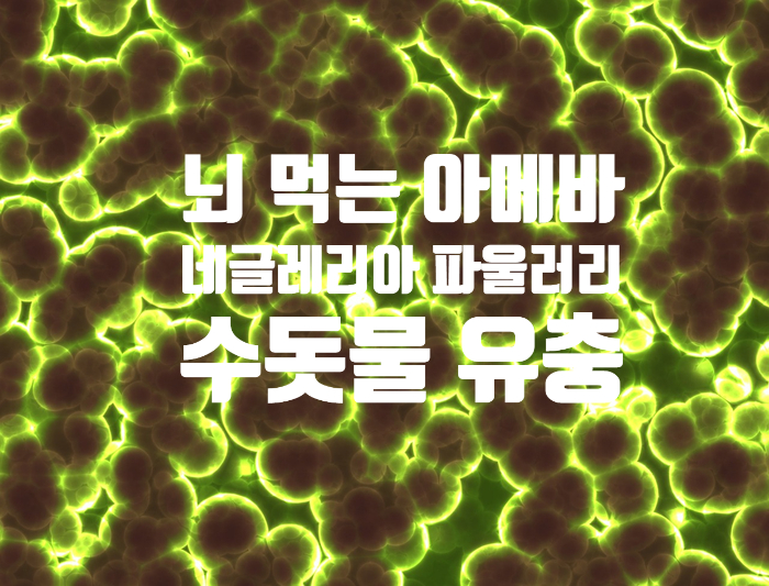  '뇌 먹는 아메바' 네글레리아 파울러리 알아봅시다!