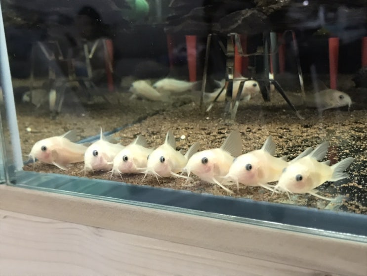  화팬(화이트팬더코리)산란성어 근황