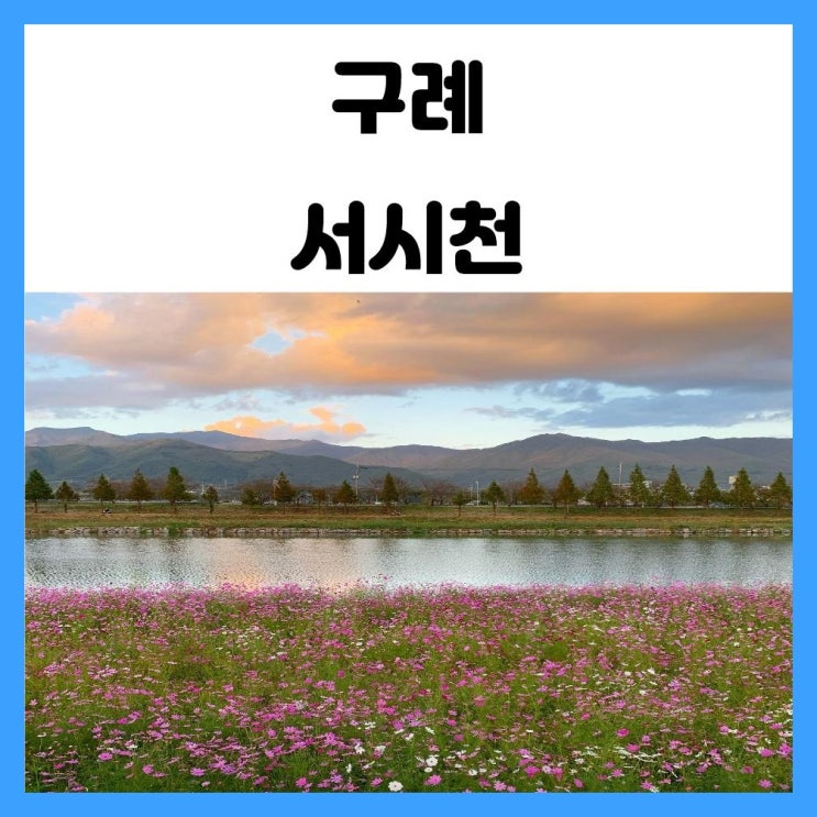 구례 코스모스 여행 서시천 분홍빛으로 물들어서 사진찍기 좋아요 구례 코스모스 여행 서시천 분홍빛으로 물들어서 사진찍기 좋아요