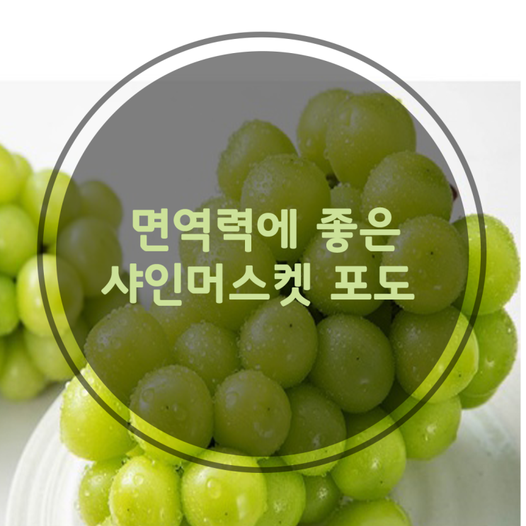  면역력약한 우리아이 망고포도 샤인머스켓 간식으로 주세요