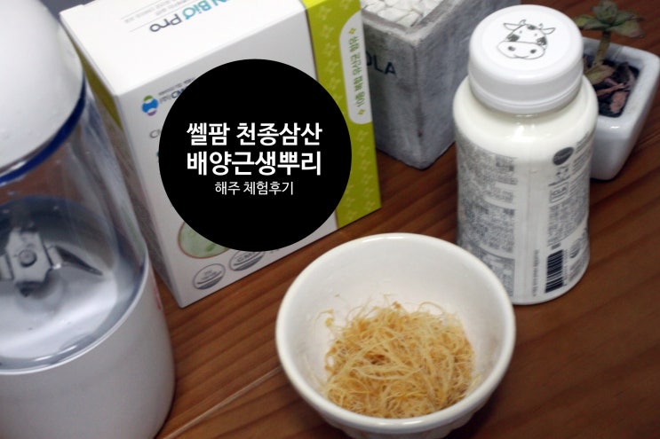  어르신선물 쎌팜 산삼 배양근 생뿌리