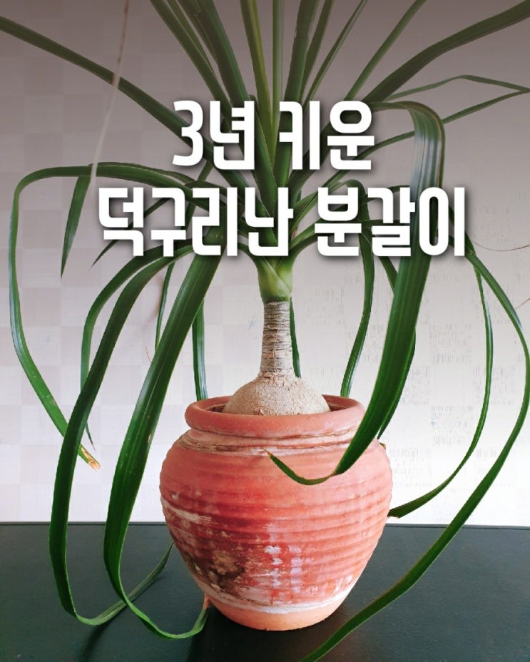  독구리난 분갈이