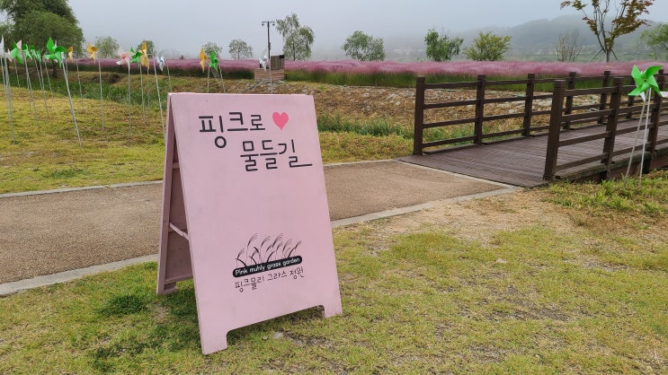  개화시작! 안동 강변 핑크뮬리 그라스원