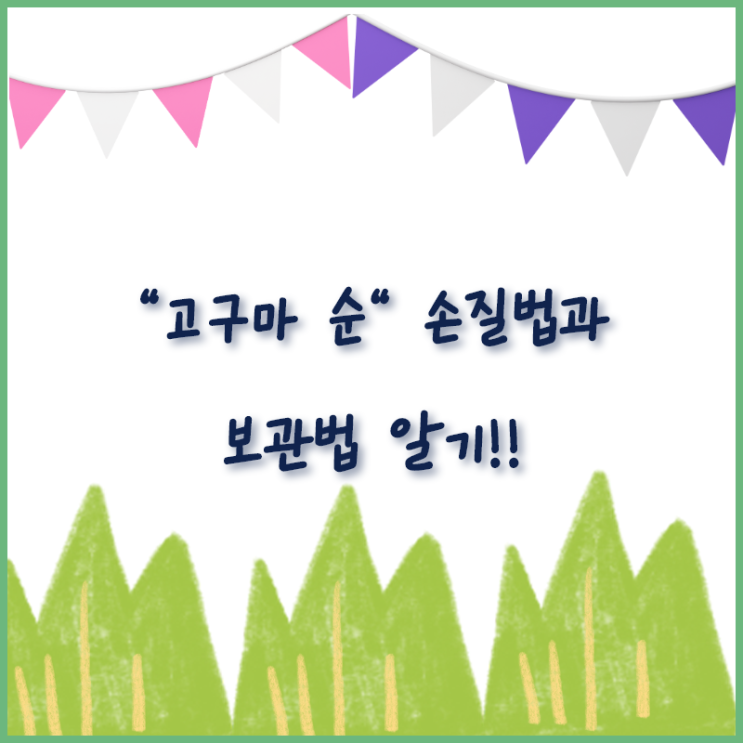  고구마순 손질,보관법 알고가세용~