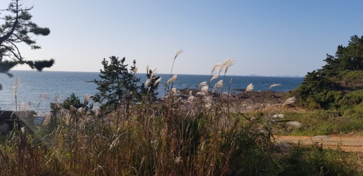  변산반도 적벽강 주변의 춤추는 억새와 파도의 말