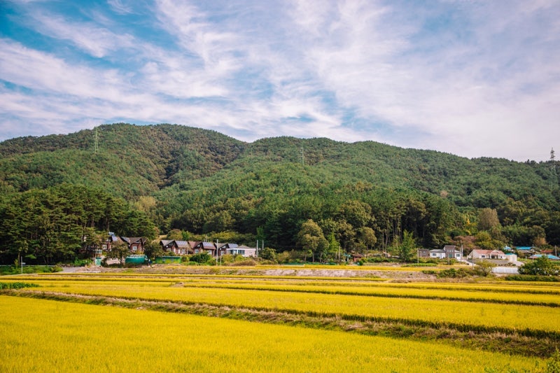주산 벚꽃나무길 가을 풍경 : 네이버 블로그
