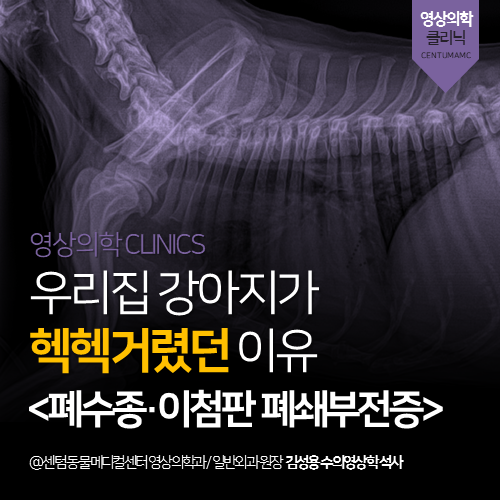  [심장전문진료] 강아지 호흡 곤란 · 폐수종 · 이첨판 폐쇄부전증 (부산 심장병 동물병원)