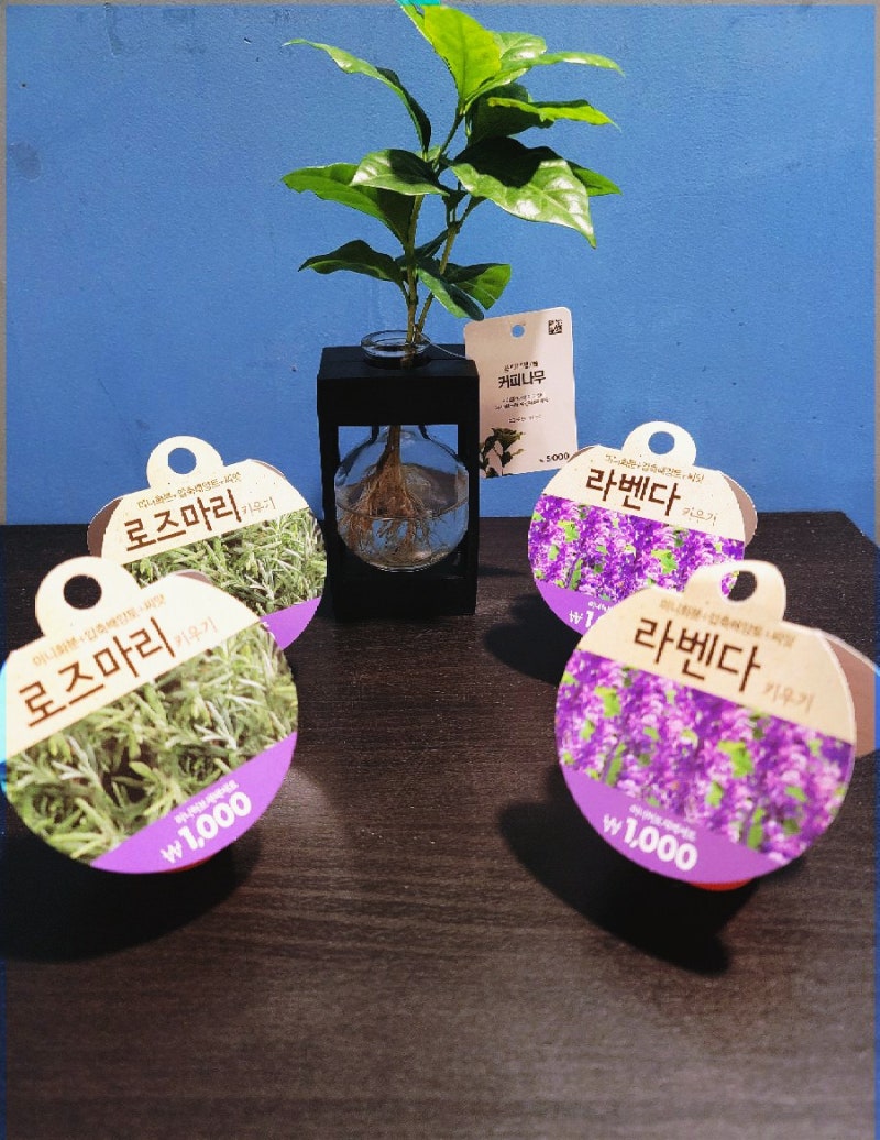 다이소 화분 로즈마리, 라벤더 씨앗 키우기 [다육이 미니화분]