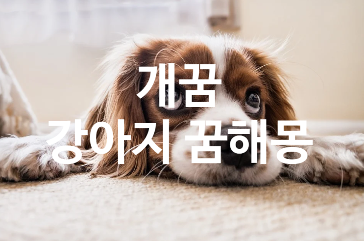  꿈에서 개가 나오는 꿈/ 개꿈 해몽