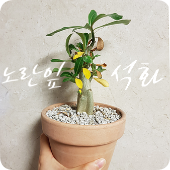  석화 키우기 #1 가을 타는 석화 잎 노랗게 변하다