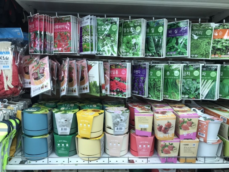 다이소 화분구매 식물키우기 & 씨앗 고르기 다이소 화분구매 식물키우기 & 씨앗 고르기