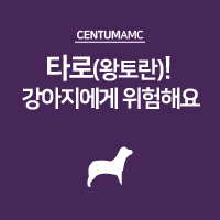  타로(왕토란)! 강아지에게 위험해요