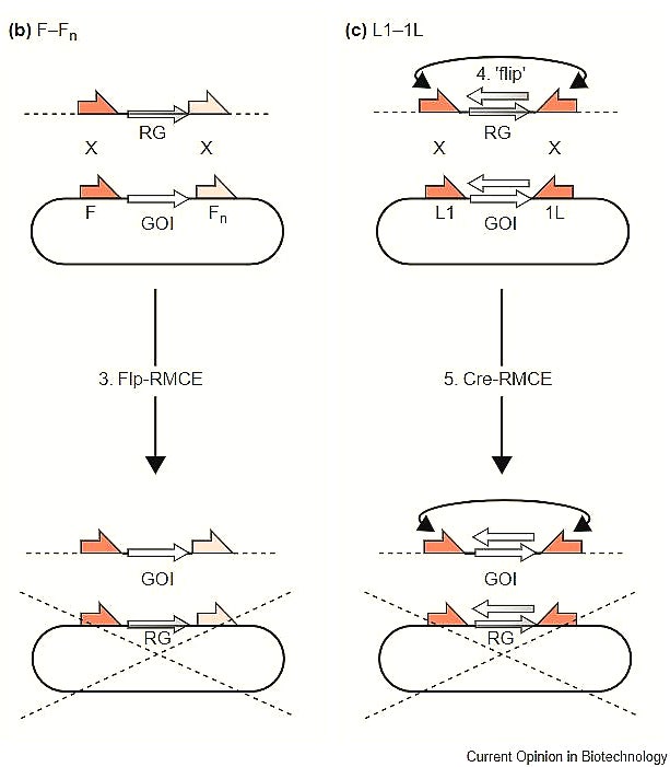 [gen] Gene modification: (2) Conditional knock out / expression - Cre ...