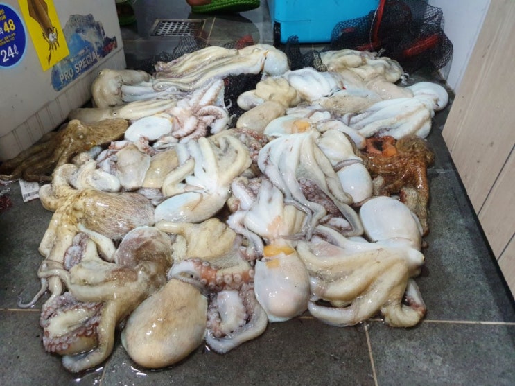  선상 문어낚시 55마리 군산문어낚시 김대영호 대박조황