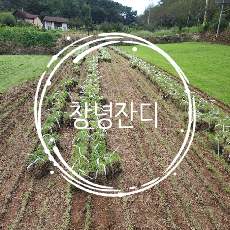  가야의 땅 창녕 잔디 구매하러 오셨어요
