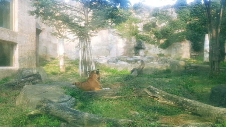  어린이 대공원 서울 산책하기 좋은 곳 놀이동산 동물원 주차장 주변 맛집까지 총정리(동물 움짤 많아요)