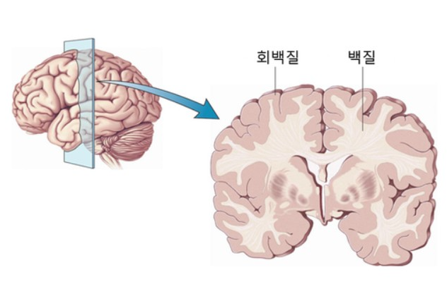 중추신경계 Central Nervous System의 뇌줄기, 소뇌, 대뇌 : 네이버 블로그