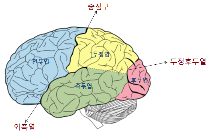 중추신경계 Central Nervous System의 뇌줄기, 소뇌, 대뇌 : 네이버 블로그