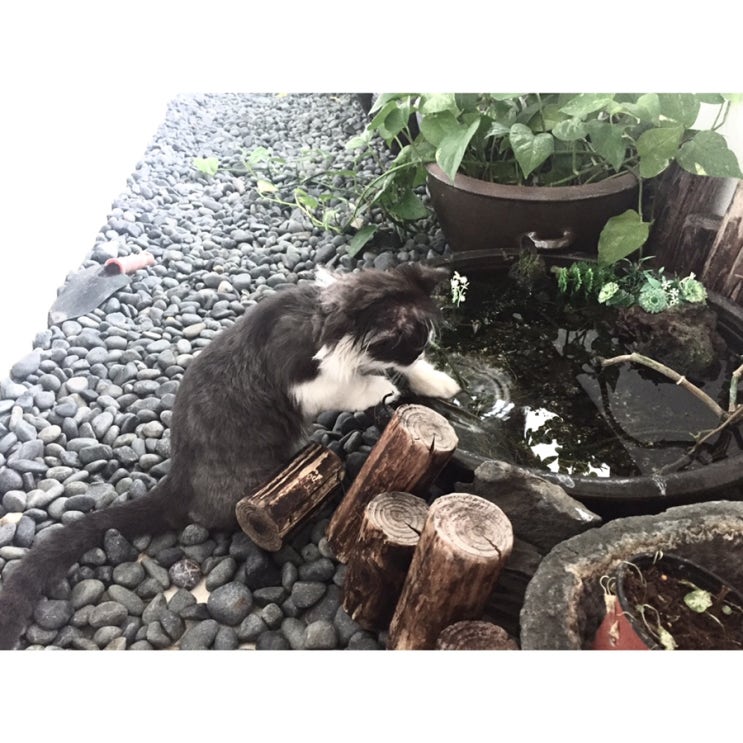  후추 아깽이시절