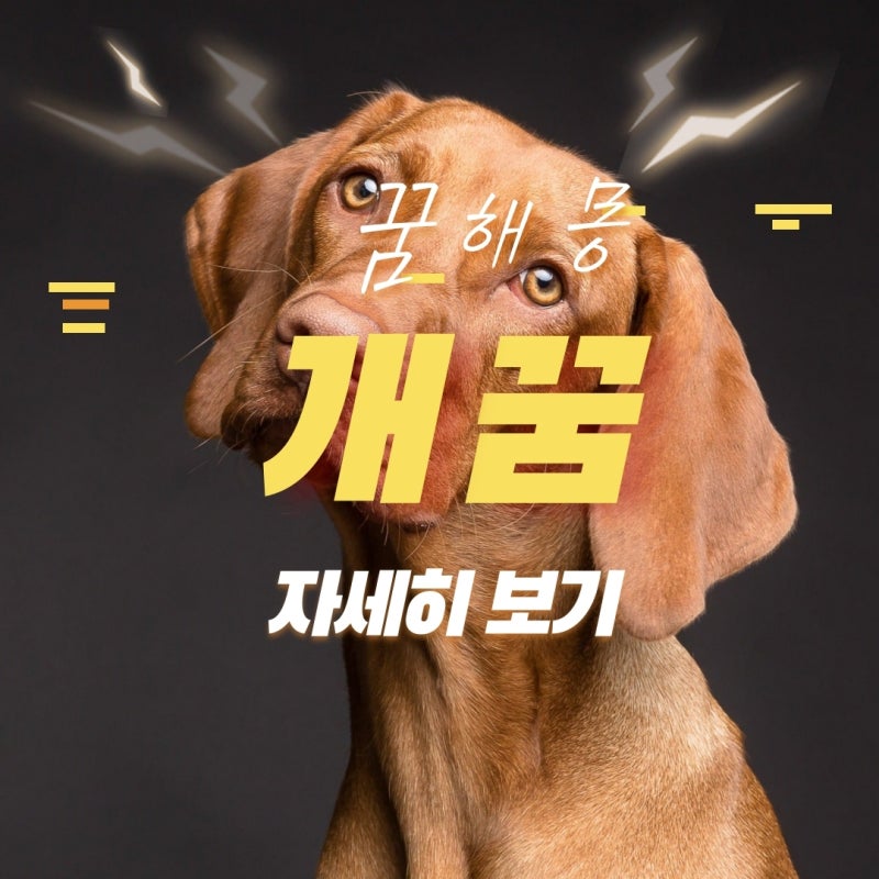 검은개 꿈, 개가 들어오는 꿈, 개가 나오는 꿈, 개가 무는 꿈
