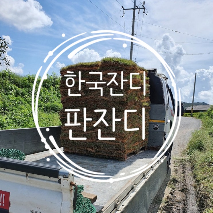  한국잔디 판잔디 농장에서 배송했어요