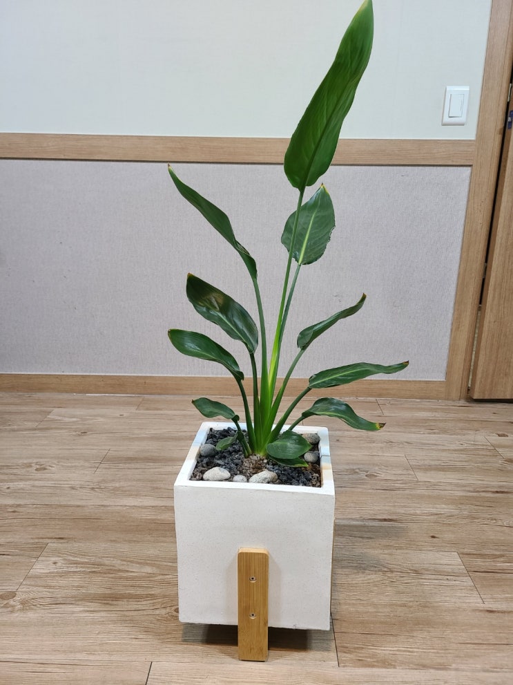  극락조 분갈이하는 방법을 알아볼게요!