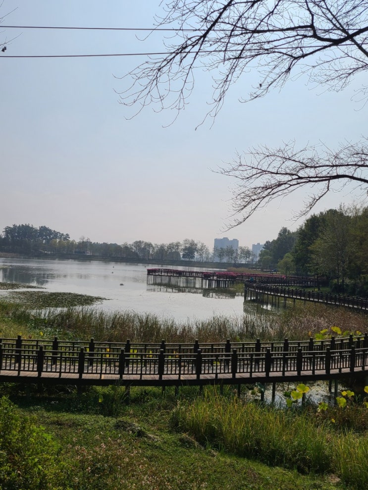  김제 가볼만한곳, 김제 문화체육공원(검산 체육공원)의 야생화(산철쭉,석산,칸나, 죽단화,댕강나무,꼬리조팝나무,무궁화)
