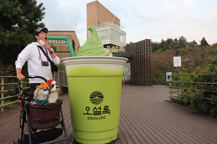  제주 서귀포 가볼만한곳 오설록 티뮤지엄 애견동반 OK