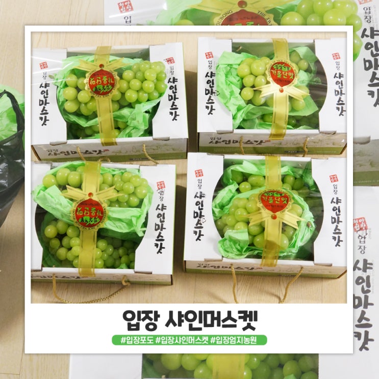 입장 샤인머스켓 사왔어요 + 엄지 포도 농원 입장 샤인머스켓 사왔어요 + 엄지 포도 농원