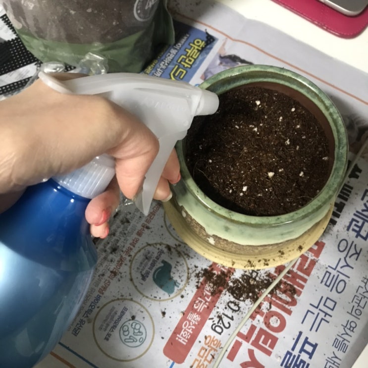 다이소 식물키우기 :: 토마토 키우기/ 바질키우기/ 딸기키우기(2탄) 다이소 식물키우기 :: 토마토 키우기/ 바질키우기/ 딸기키우기(2탄)