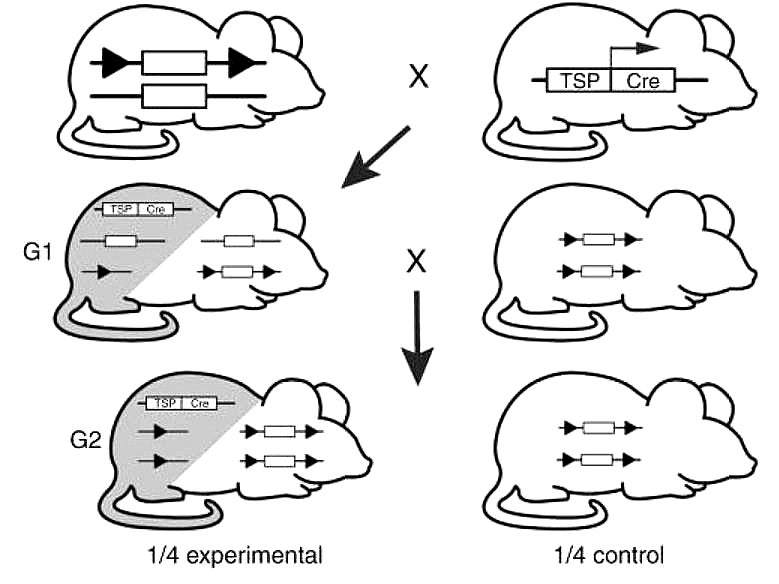 [gen] Gene modification: (2) Conditional knock out / expression - Cre ...