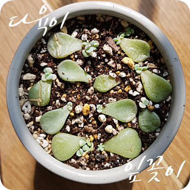  다육이 이름 알려주세요 #1 다육이 잎꽂이 성공, 다육이 금?