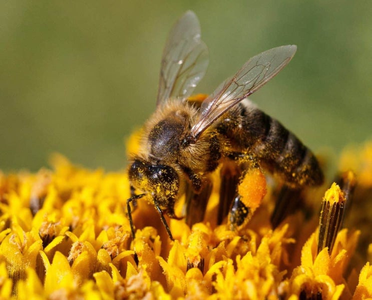 [북리뷰] 경이로운 꿀벌의 세계