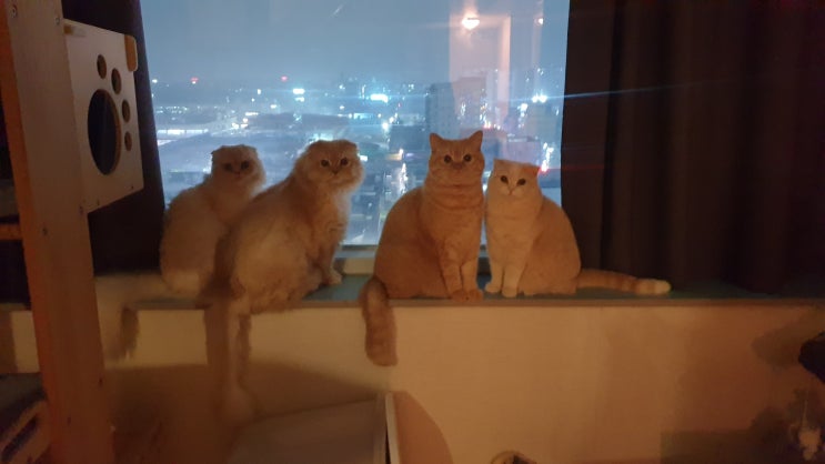 귀여운게 건강에도 좋다! 귀여운 고양이 사진으로 건강챙기세요 ㅎㅎ
