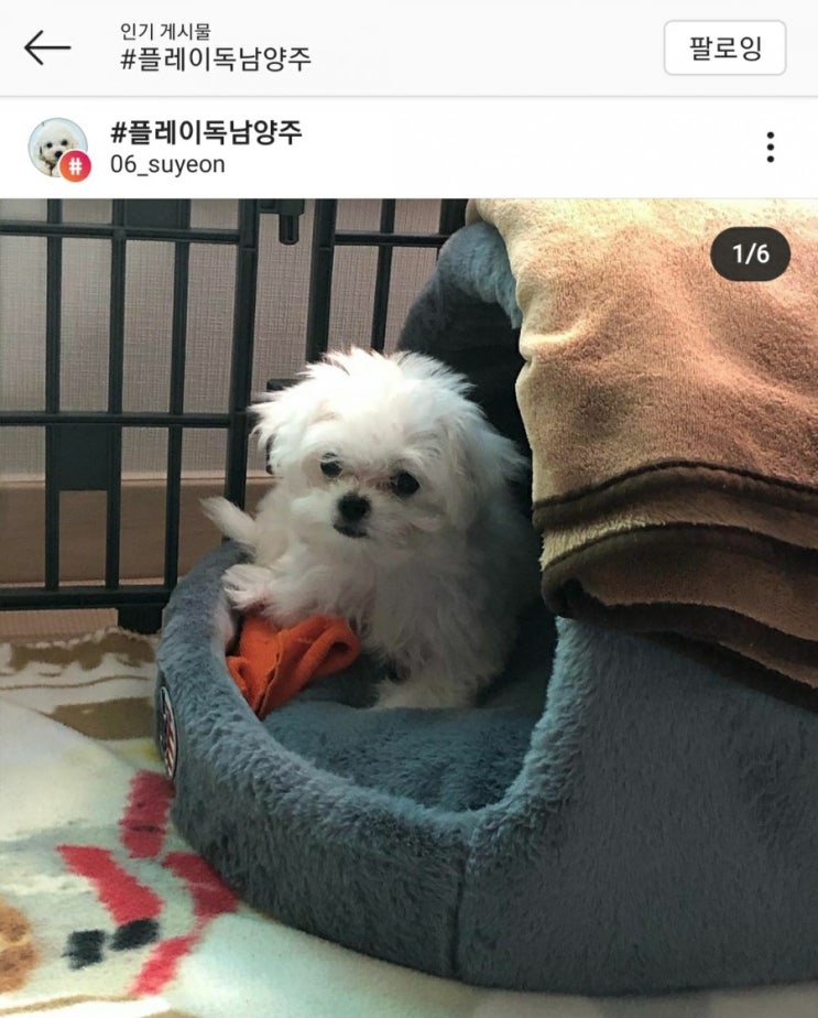  즐거웠던 남양주애견분양 받고 보내주신 말티견주님