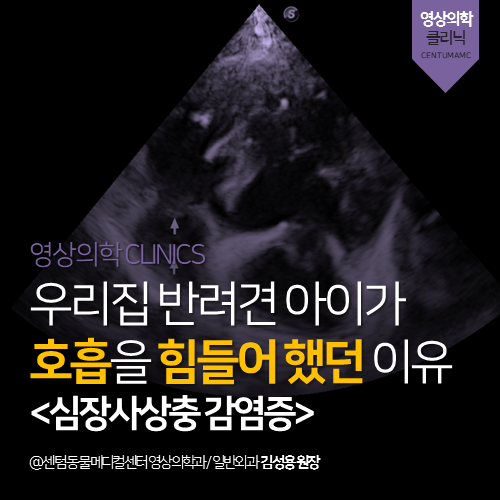  [영상의학과] 우리집 반려견 아이가 호흡을 힘들어 했던 이유 <심장사상충 감염증> (부산 수영구 망미동 민락동 수영동 영상분석 동물병원)