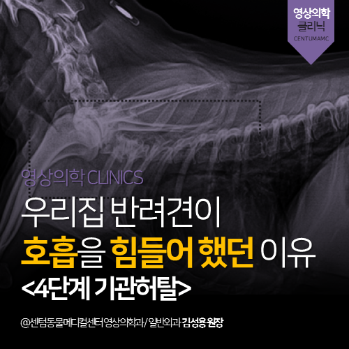  [영상의학과] 우리집 반려견이 호흡을 힘들어 했던 이유 <4단계 기관 허탈> (부산 수영구 망미동 민락동 수영동 강아지 초음파 방사선 분석 전문 동물병원)