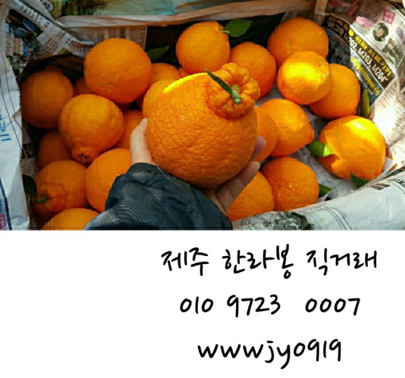 제주한라봉 직거래는 장미단추네수정농장 가정용 3kg